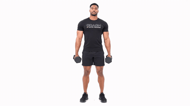 Dumbbell Hammer Curl