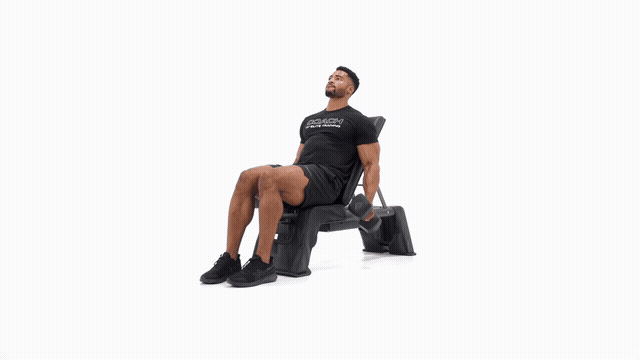 Dumbbell Bench Incline Curl